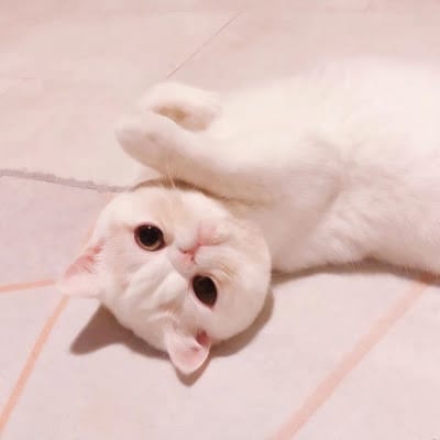 Eko Saputra avatar